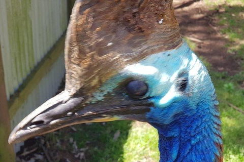 Phillip Island Penguin And Wildlife Tour - Kalgoorlie Accommodation 19