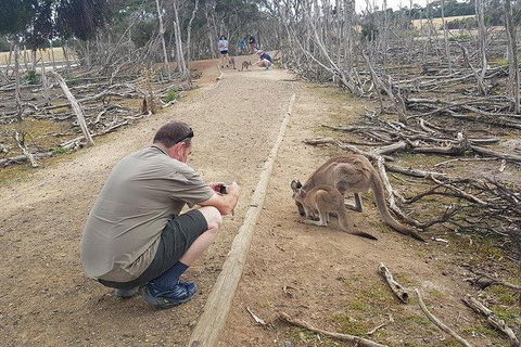 Phillip Island Penguin And Wildlife Tour - Kalgoorlie Accommodation 30