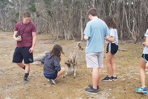 Phillip Island Penguin And Wildlife Tour - Kalgoorlie Accommodation 3