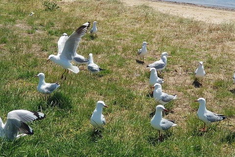 Phillip Island Penguin And Wildlife Tour - Kalgoorlie Accommodation 9