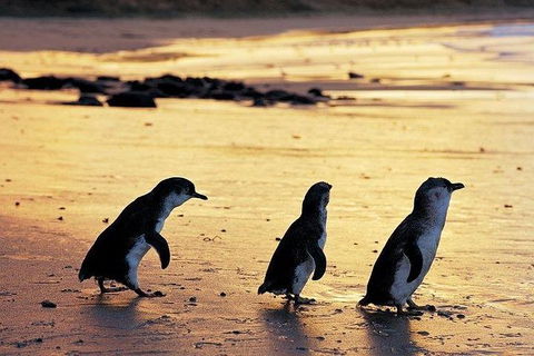 Phillip Island Penguin And Wildlife Tour - Kalgoorlie Accommodation 13