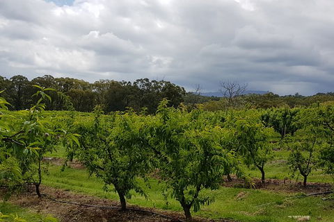 Day Tour Of Yarra Valley Puffing Billy And Rayners Orchard - Kalgoorlie Accommodation 42