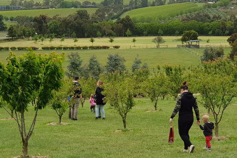 Day Tour Of Yarra Valley Puffing Billy And Rayners Orchard - Kalgoorlie Accommodation 36