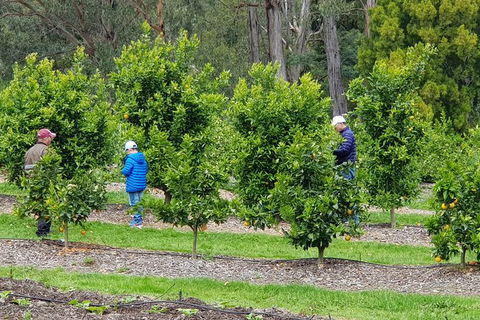 Day Tour Of Yarra Valley Puffing Billy And Rayners Orchard - Kalgoorlie Accommodation 1