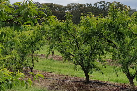 Day Tour Of Yarra Valley Puffing Billy And Rayners Orchard - Kalgoorlie Accommodation 49