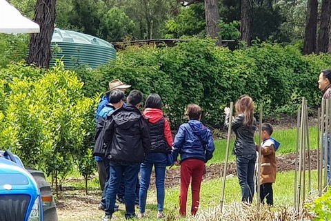 Day Tour Of Yarra Valley Puffing Billy And Rayners Orchard - Kalgoorlie Accommodation 16