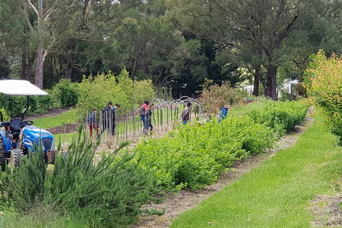 Day Tour Of Yarra Valley Puffing Billy And Rayners Orchard - Kalgoorlie Accommodation 29
