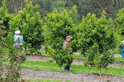 Day Tour Of Yarra Valley Puffing Billy And Rayners Orchard - Kalgoorlie Accommodation 34