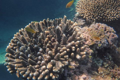 Marine Eco Safari - Swim With Manta Rays - Kalgoorlie Accommodation 5