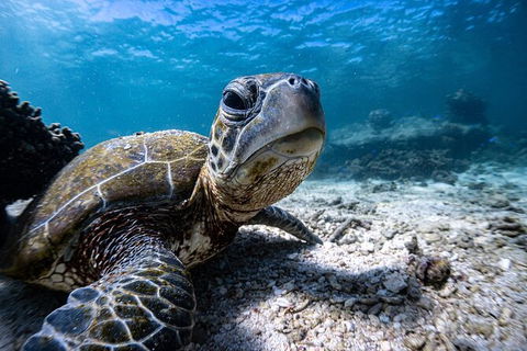 Marine Eco Safari - Swim With Manta Rays - Kalgoorlie Accommodation 4