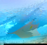 Marine Eco Safari - Swim with Manta Rays - Kalgoorlie Accommodation