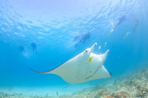 Marine Eco Safari - Swim With Manta Rays - Kalgoorlie Accommodation 0