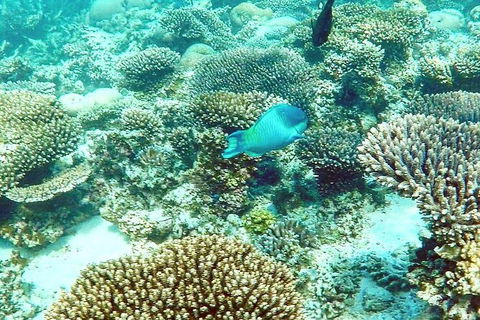 Marine Eco Safari - Swim With Manta Rays - Kalgoorlie Accommodation 3