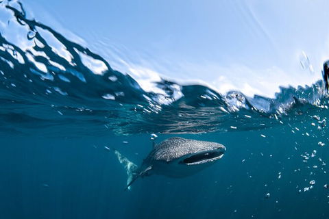Whale Shark Safari - Kalgoorlie Accommodation 6