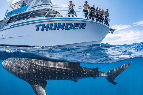 Whale Shark Safari - Kalgoorlie Accommodation 1