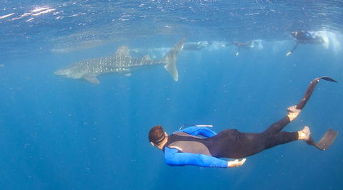 Whale Shark Safari - Kalgoorlie Accommodation 4