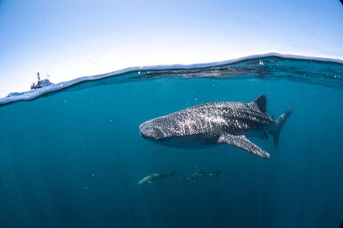 Whale Shark Safari - Kalgoorlie Accommodation 3