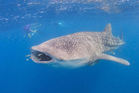 Whale Shark Safari - Kalgoorlie Accommodation 5