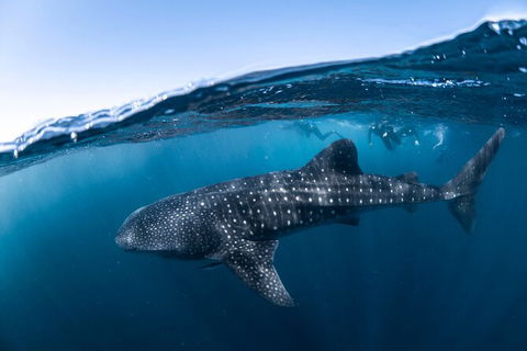 Whale Shark Safari - Kalgoorlie Accommodation 2