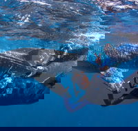 Whale Shark Safari - Kalgoorlie Accommodation