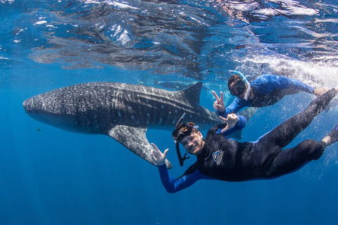 Whale Shark Safari - Kalgoorlie Accommodation 0