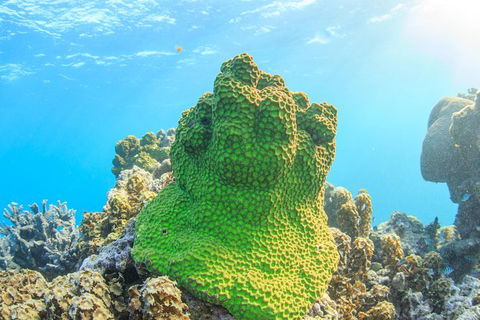Coral Bay 2-Hour Coral Viewing And Snorkeling - Kalgoorlie Accommodation 5