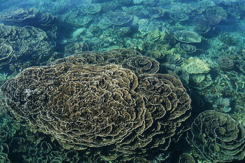 Coral Bay 2-Hour Coral Viewing And Snorkeling - Kalgoorlie Accommodation 1