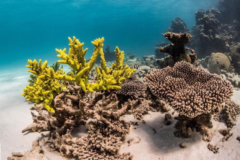 Coral Bay 2-Hour Coral Viewing And Snorkeling - Kalgoorlie Accommodation 2