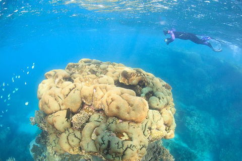 Coral Bay 2-Hour Coral Viewing And Snorkeling - Kalgoorlie Accommodation 4