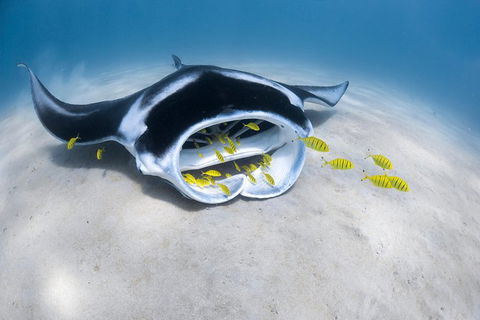 Ningaloo Adventure And Manta Ray Tour - Kalgoorlie Accommodation 9