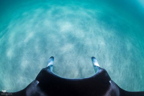 Ningaloo Adventure And Manta Ray Tour - Kalgoorlie Accommodation 5