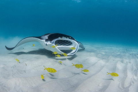 Ningaloo Adventure And Manta Ray Tour - Kalgoorlie Accommodation 2