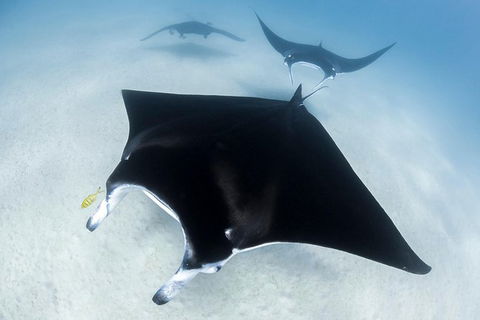 Ningaloo Adventure And Manta Ray Tour - Kalgoorlie Accommodation 1