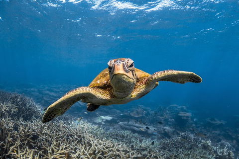 Ningaloo Adventure And Manta Ray Tour - Kalgoorlie Accommodation 3