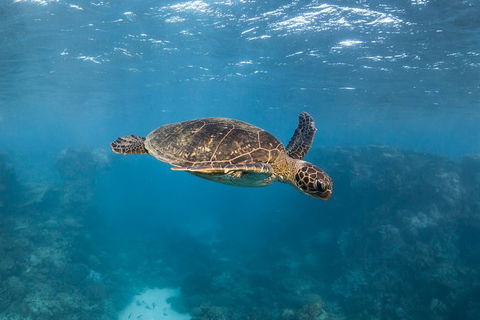 Ningaloo Adventure And Manta Ray Tour - Kalgoorlie Accommodation 7