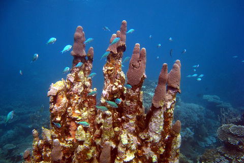 Coral Bay 3-Hour Turtle Ecotour - Kalgoorlie Accommodation 1