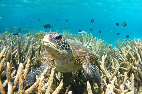 Coral Bay 3-Hour Turtle Ecotour - Kalgoorlie Accommodation 0