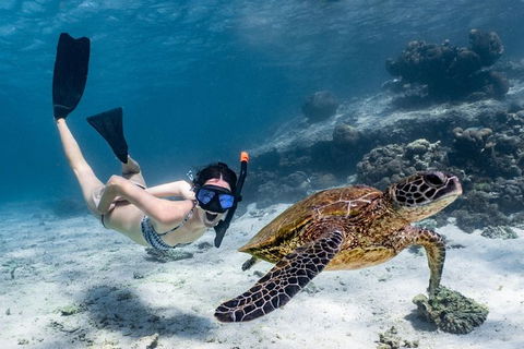 Coral Bay 3-Hour Turtle Ecotour - Kalgoorlie Accommodation 3