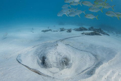 Coral Bay 3-Hour Turtle Ecotour - Kalgoorlie Accommodation 2