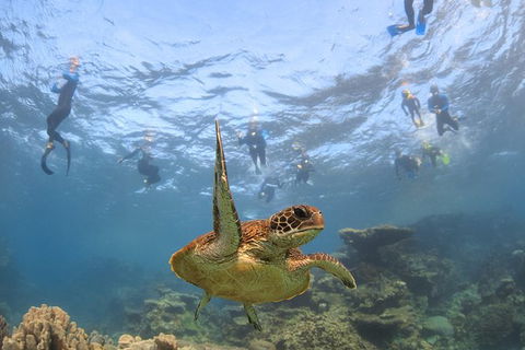 Coral Bay 3-Hour Turtle Ecotour - Kalgoorlie Accommodation 4