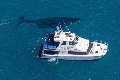 Humpback Whale Safari - Kalgoorlie Accommodation 2
