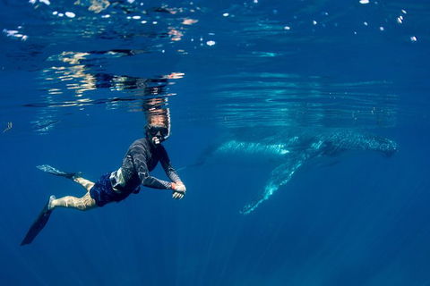 Humpback Whale Safari - Kalgoorlie Accommodation 1