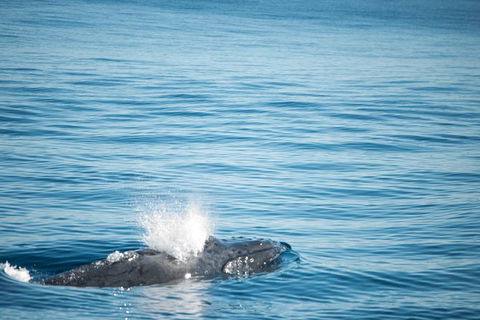 Humpback Whale Safari - Kalgoorlie Accommodation 4