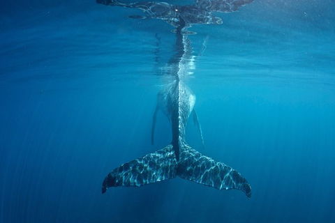Humpback Whale Safari - Kalgoorlie Accommodation 5