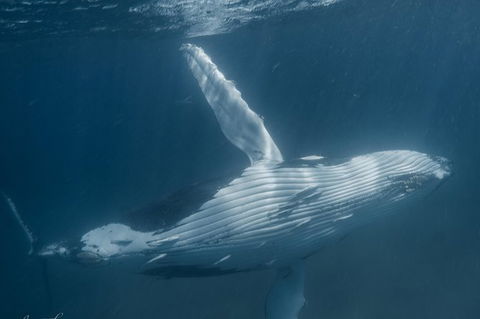 Humpback Whale Safari - Kalgoorlie Accommodation 0