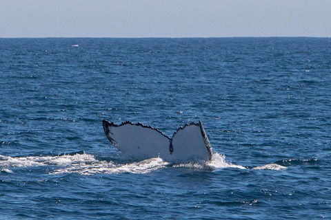 Humpback Whale Safari - Kalgoorlie Accommodation 3