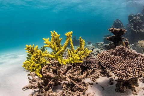 Coral Bay 1-Hour Coral Viewing - Kalgoorlie Accommodation 4