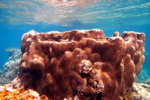 Coral Bay 1-Hour Coral Viewing - Kalgoorlie Accommodation 5