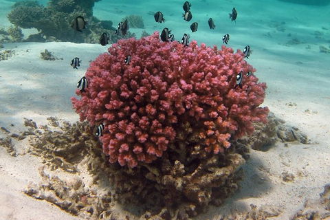 Coral Bay 1-Hour Coral Viewing - Kalgoorlie Accommodation 2