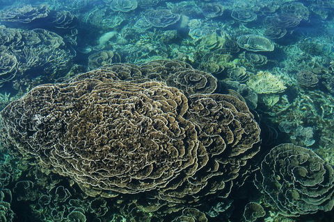 Coral Bay 1-Hour Coral Viewing - Kalgoorlie Accommodation 6